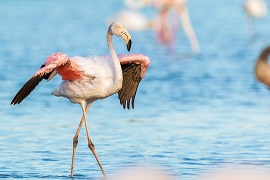 Pink Flamingo stretching wings